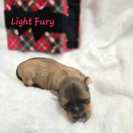 Light Fury - Gold sable female Havanese puppy in Pelham, Alabama from Havanese Cuban Cuties