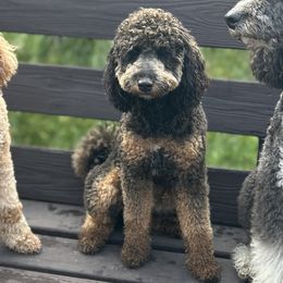 Dixie - Aussiedoodle