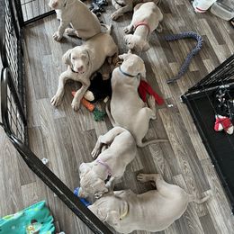 Weimaraner Puppies from Baird Weims - AKC registered
