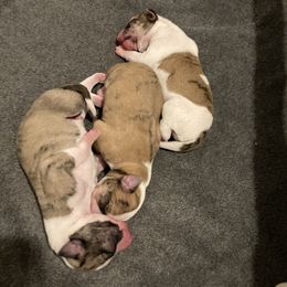 Whippet Puppies from Beloved Whippets