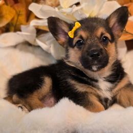 Luna - Black and tan female Companion Cross puppy in Austin, Texas from Cutest Corgi's of Austin