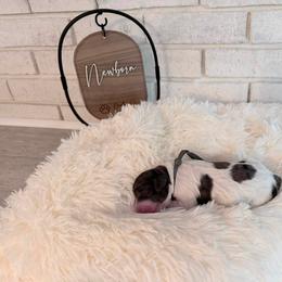 Dolly - Merle female Labradoodle puppy in Bryantown, Maryland from Doodles on Duty