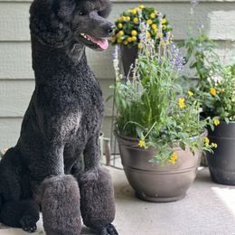 Pru - Poodle
