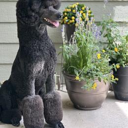Pru - Poodle