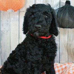 Drac - Black Labradoodle puppy in Lanexa, Virginia from Lees Reach Farm