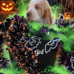 Girl 2 - Red and white female Basset Hound puppy in Conway, Missouri from Ozark Mountain Kennel