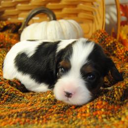 Baron - Tri-color male Cavalier King Charles Spaniel puppy in Mountain Grove, Missouri from Dogwood & Sassafras Companions