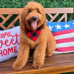 Lennon's Red Boy - Red  male Goldendoodle puppy in Kountze, Texas from Texas Doodles LLC