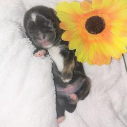 Petal - Blue female Shih Tzu puppy in Arcadia, Florida from Kitsune Cuddles and kisses