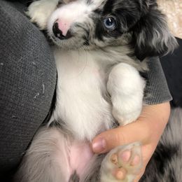 Australian Shepherd Puppies from Painted Blue Aussies