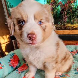 Royal - Red merle male Australian Shepherd puppy in Guthrie, Oklahoma from 2bar Aussies