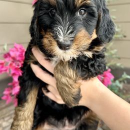 Bernedoodle Puppies from Eden Valley Bernedoodles