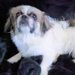 Amy Farrah Fowler - Fawn brindle female Pekingese puppy in Savannah, Georgia from Pekingese Zoo