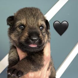 Boy 3 - German Shepherd puppy in Buffalo, New York from Vom Eisenraben German Shepherds