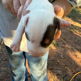 Boy 1 - Tri-color male Jack Russell Terrier puppy in Maysville, Oklahoma from MO’s Jack Russells