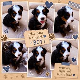 Harrison - Tri-color male Bernedoodle puppy in Saint Francis, Kansas from Land of Oz Doodles