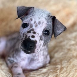 Xoloitzcuintli from Xolos Jazmin