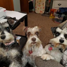 Miniature Schnauzer All Grown Up from Miss M's Mini Schnauzers