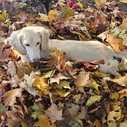 Gemma - Cream female Dachshund puppy in Lebanon, Oregon from Willow Moons Dachshunds