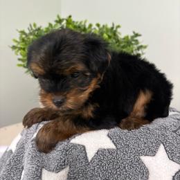 Olivia - Black and gold female Yorkshire Terrier puppy in Citrus Springs, Florida from Lulus toy poodles
