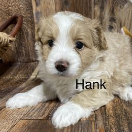 Aussiedoodle, Cavapoo, Cockapoo, and Pembroke Welsh Corgi Puppies from Cobbs Creek Canines