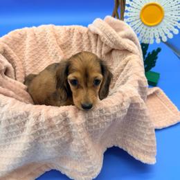Reina - Cream female Dachshund puppy in Gavilan Hills, California from Bacchanal Kennel/Ranch