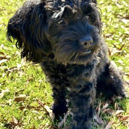 Rosie - Cavapoo