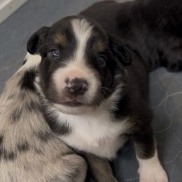 Tucker - Black tri male Miniature Australian Shepherd puppy in Visalia, California from Furrever.Mini.Aussies.llc