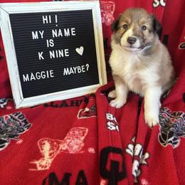 K-9 - Sable and white female Collie puppy in Beaver, Oklahoma from Lawson’s Lassies