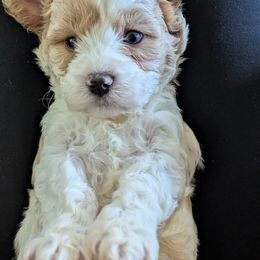 Harry - Blenheim male Cavapoo puppy in East Earl, Pennsylvania from Puppy Adventures LLC