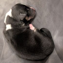 Boy 1 - Black and white male American Corgi puppy in Tombstone, Arizona from WeVolution Off-Grid