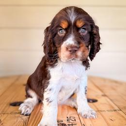 Blue, Boy - 2 - Liver white and tan male English Springer Spaniel puppy in Lake City, Fl, Florida from Spradley Springers & GSP's