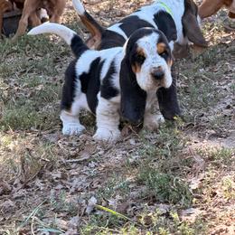 Red - Black brown and white male Basset Hound puppy in Conway, Missouri from Ozark Mountain Kennel
