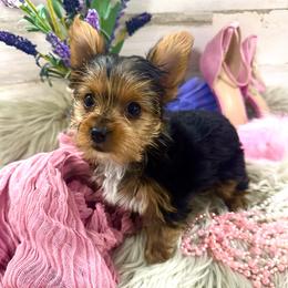 Teacup Carmel - Black and tan female Yorkshire Terrier puppy in Fairview, West Virginia from Prims Puppies LLC