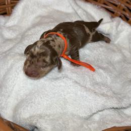 Buttercup - Dapple female Dachshund puppy in Yuba City, California from Mulberry Dachshunds