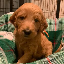 April - orange collar - Red  female Goldendoodle puppy in Puyallup, Washington from Dawnie’s Doodles