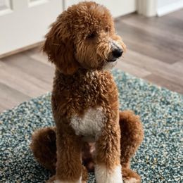 Lucas - Goldendoodle