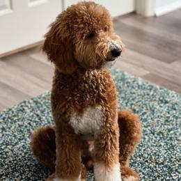 Lucas - Goldendoodle
