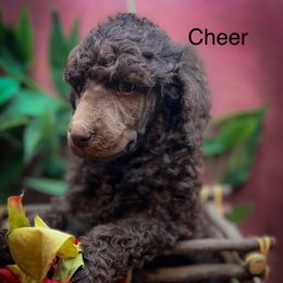 Cheer - Brown male Poodle puppy in Greenville, North Carolina from Grace Poodles