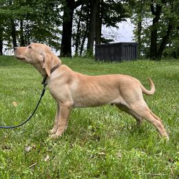 Jack - Yellow male Labrador Retriever puppy in Alger, Ohio from Osborne Family Retrievers