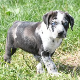 Bro - Blue merle male Catahoula Leopard Dog puppy in Potsdam, New York from Spot On Catahoula Leopard Dogs