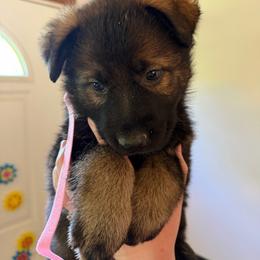 Helen - Sable female German Shepherd puppy in Winterport, Maine from Vom Stevens Old Fashioned German Shepherds