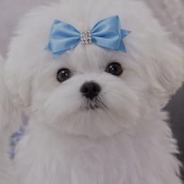 Yuki - Maltese