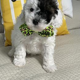 Jangle - Parti male Goldendoodle puppy in Cherry Tree, Pennsylvania from Plum Creek Acres Next Generation