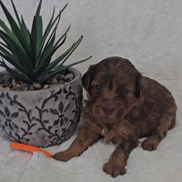 Aussiedoodle Puppies from B's Aussiedoodles