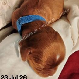 AKC Dianna - Ruby female Cavalier King Charles Spaniel puppy in Moscow Mills, Missouri from Cavaliers King Charles Spaniels at Carmen Acres Farm