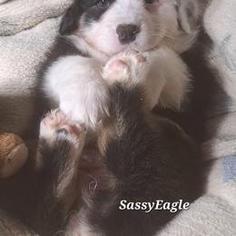 SASSYEAGLE - Black tri-color female Australian Shepherd puppy in Elk Creek, Missouri from Hearts on Fire Australian Shepherds