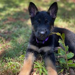 German Shepherds from Kash Flow Kennels