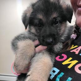 Yellow - Black and red male German Shepherd puppy in Coatesville, Pennsylvania from Jessica's German Shepherds