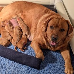 Blue Dot - Yellow male Labrador Retriever puppy in Farmingdale, New Jersey from Familyraised Labradors